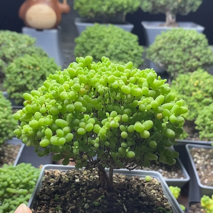 豆***糖蜜橘糖球8014枝干番杏