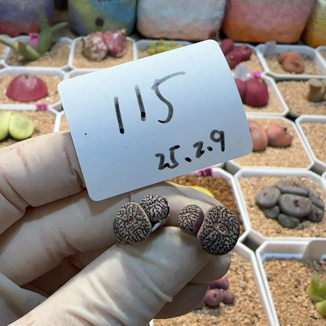 多肉多肉多肉2.9-115奖