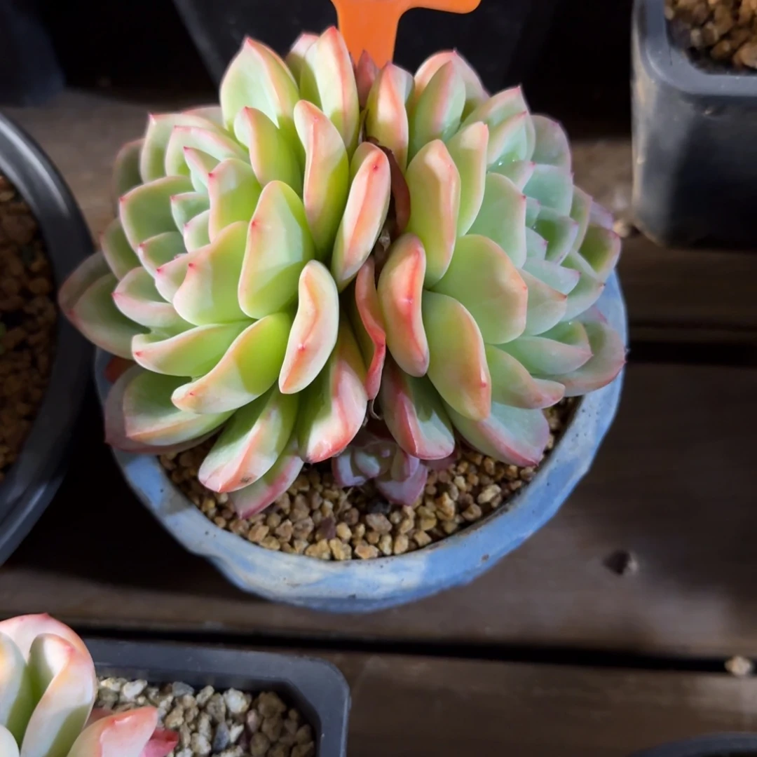 泡芙11111111111111111