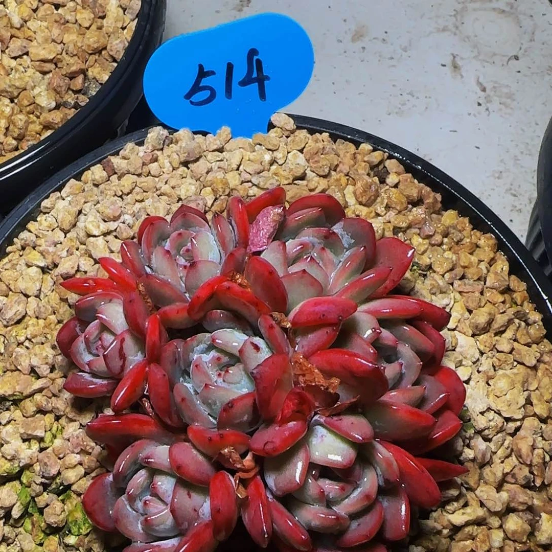 六头全明星514号一物一拍