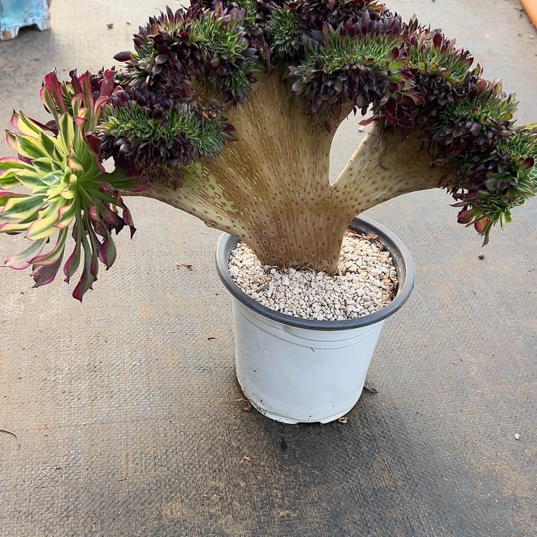 天合缀化老桩厚板