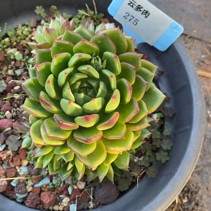 D275- 直播福利 油画