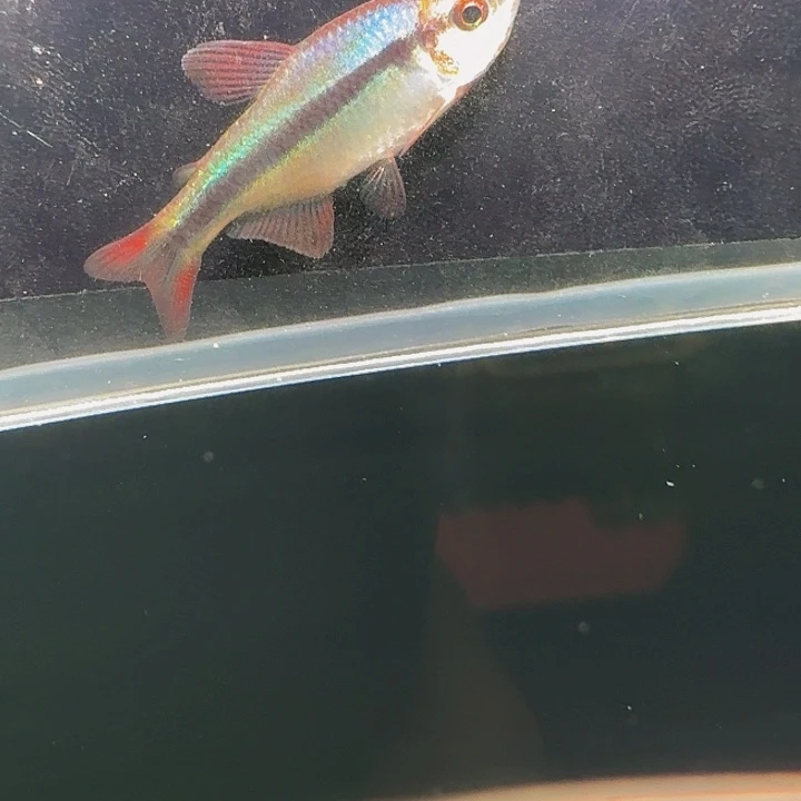 灯科鱼左下缸17号皇室青3厘米一条