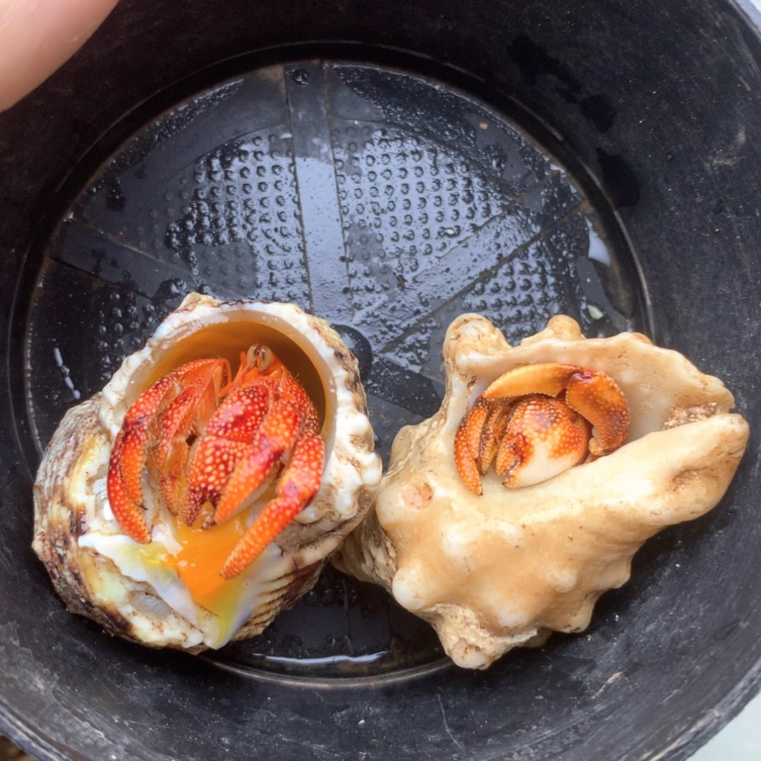 a2两只小黑莓组合