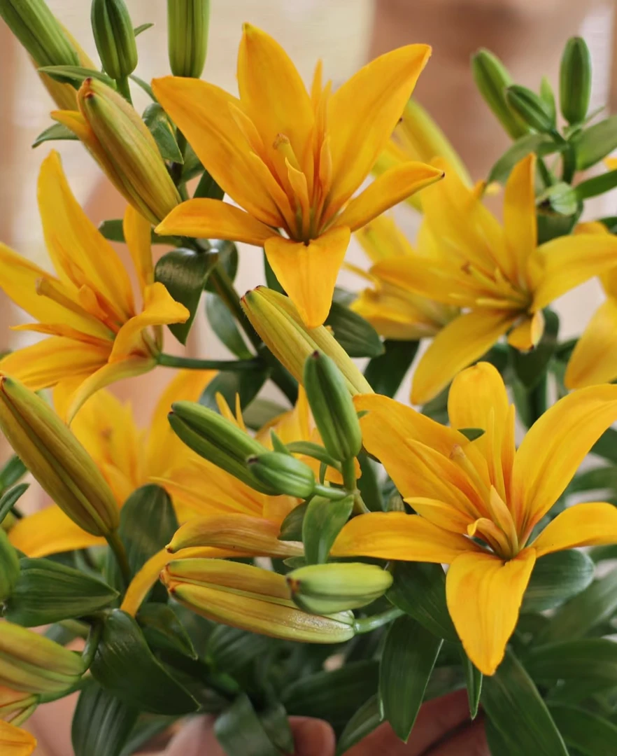 【源头一手价】新品金双喜无香亚百合多头  云南基地鲜花水养