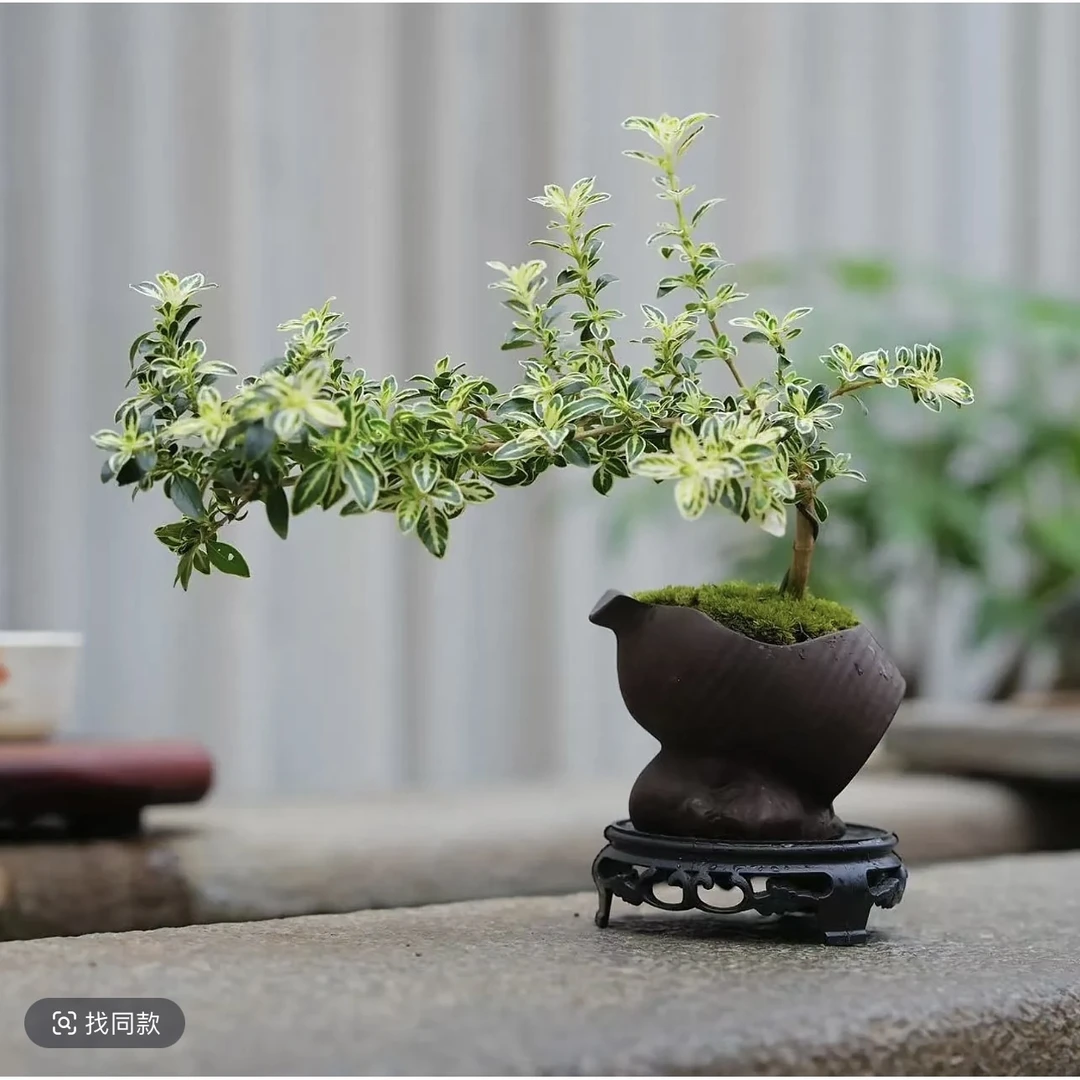 金边六月雪盆栽室内绿植桌面装饰好养易活四季常青植物盆景会开花