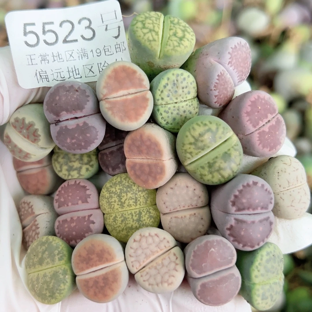 5523 好养易活生石花大母本23个1.5cm左右