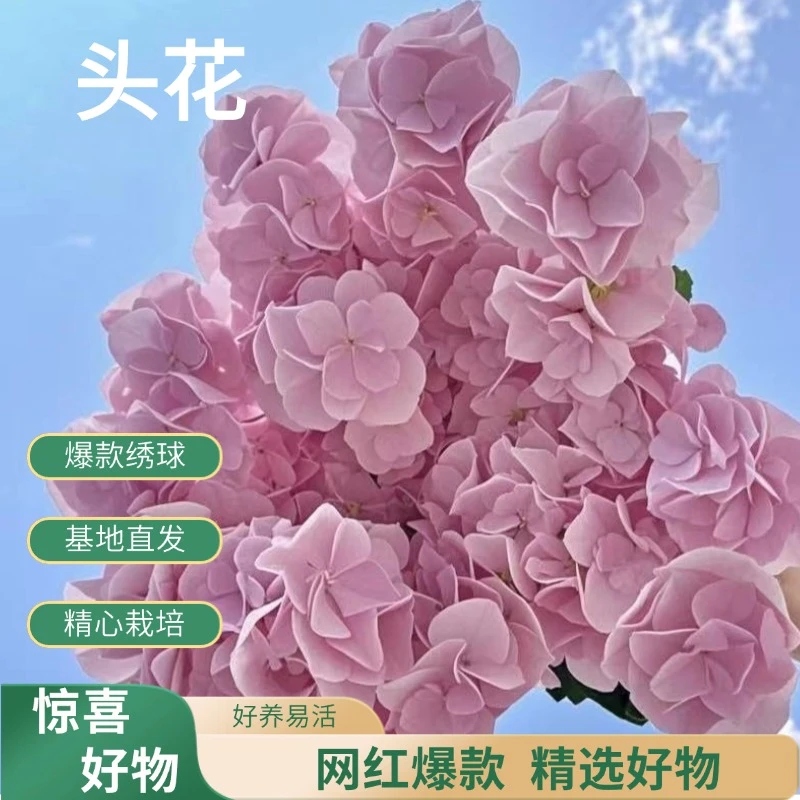 【头花】粉色平顶绣球带花苞绣球花卉基地直发绣球花直播