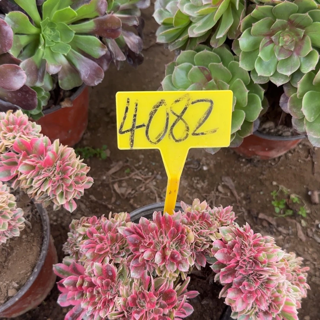 林****4082---多头多肉植物缀