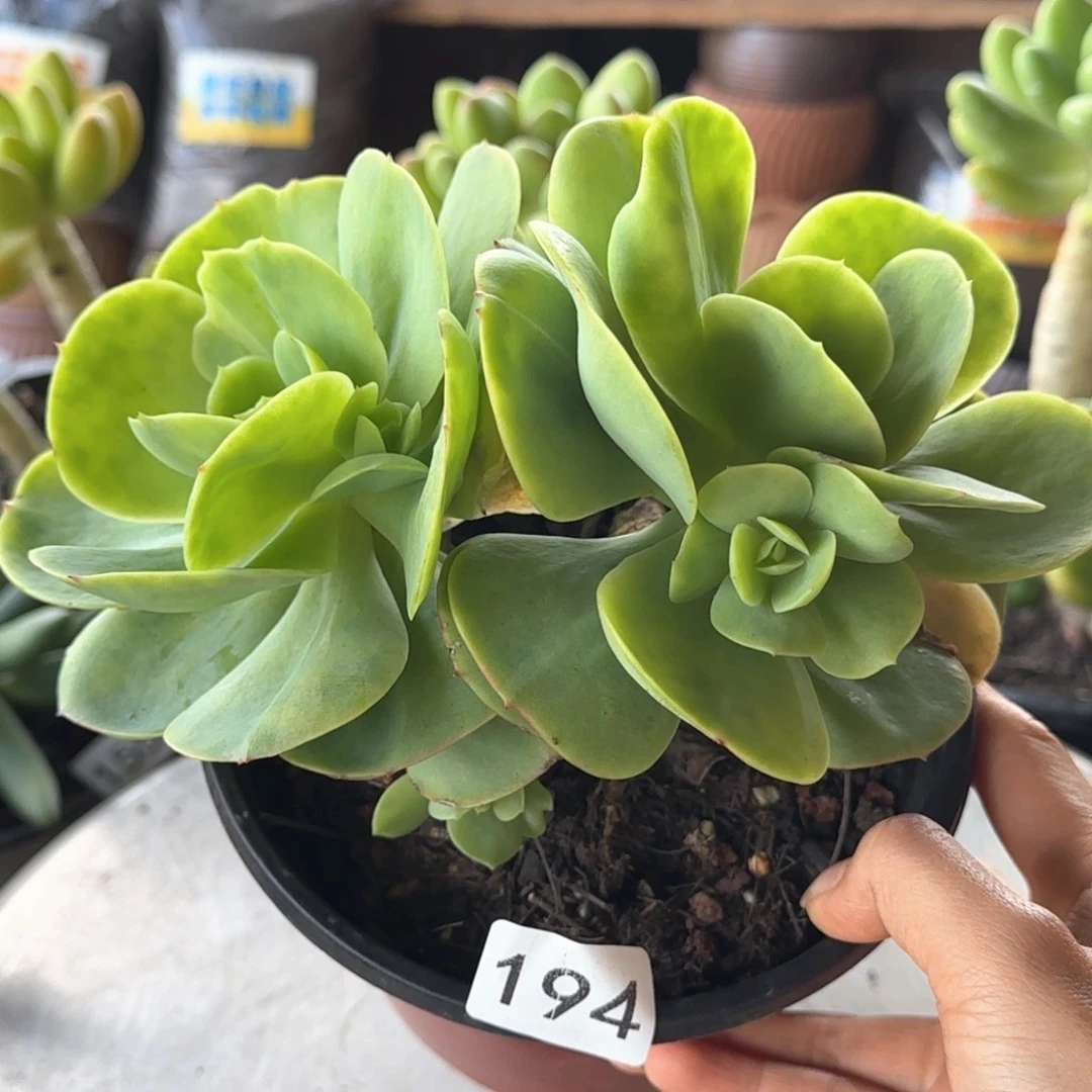 用***0194号 一物一拍 一物一拍