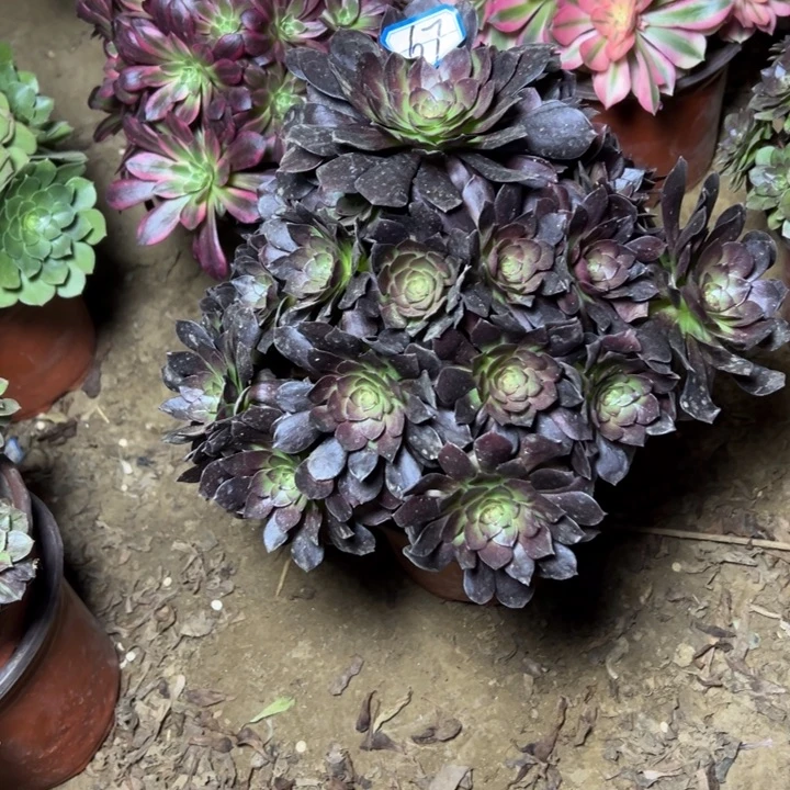 用***4多肉植物黑美人67