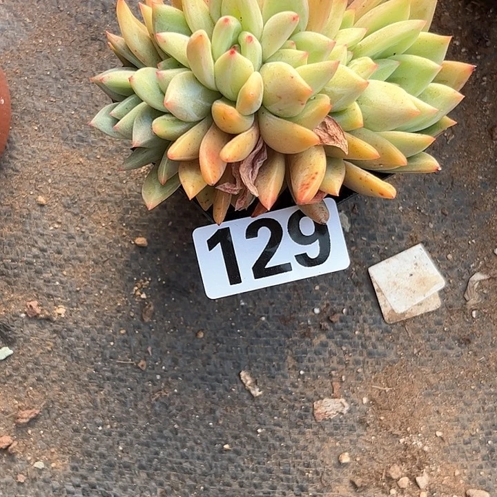 爱****肉多肉植物一物一拍