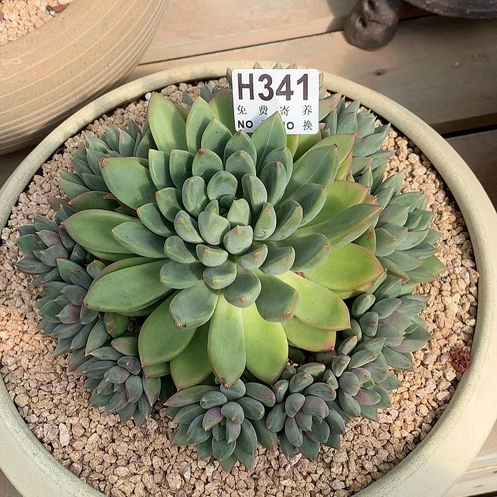 红象牙捧花 非偏远38包邮 节后发