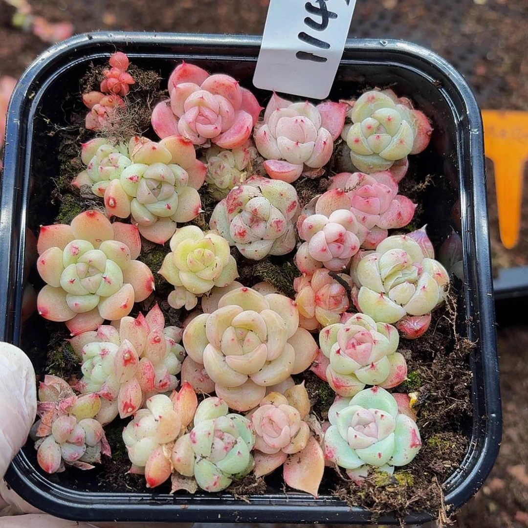 多肉植物多肉植物1143