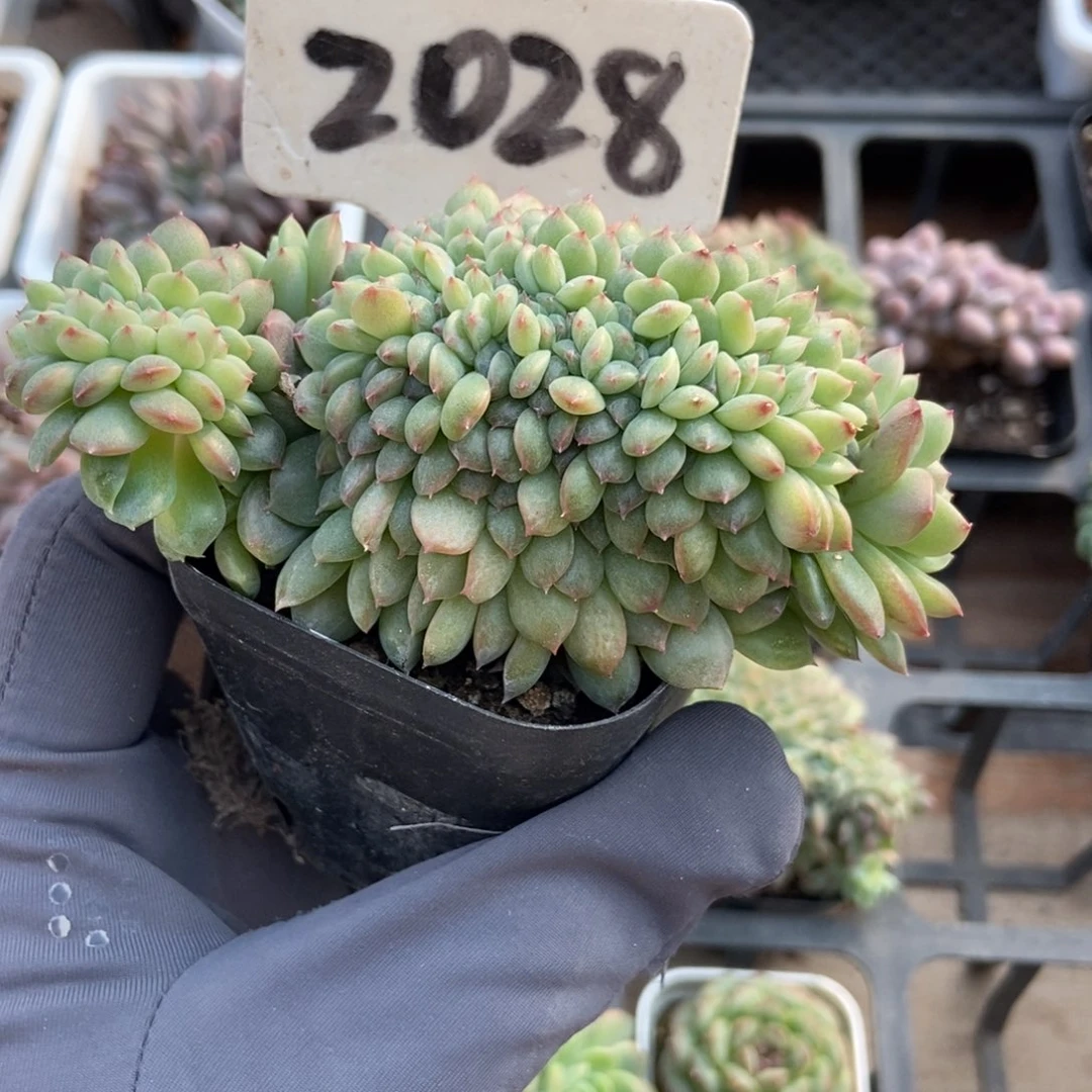 2028冰魄缀多肉植物多肉