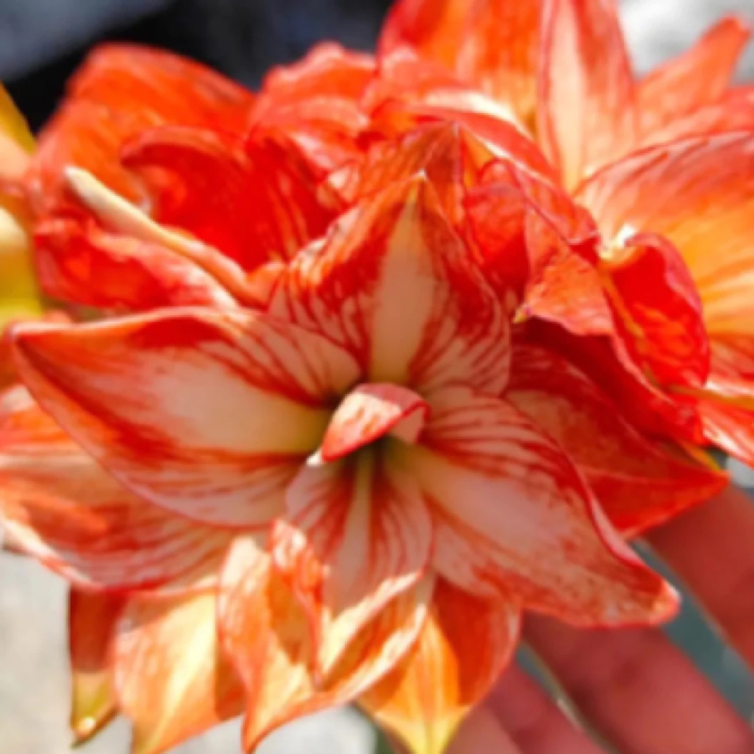 台朱秋 朱顶红繁殖当年开花