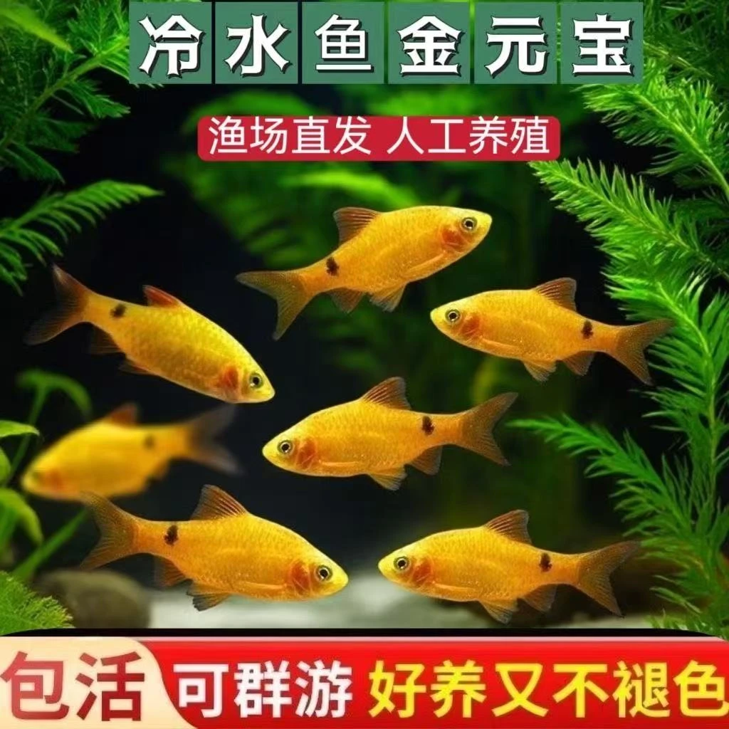 招财金元宝鱼冷水耐低温观赏鱼新手入门耐养群游鱼