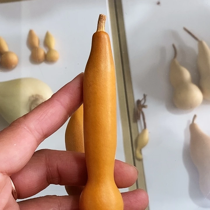 常***二葫芦笙是什么样都没有变