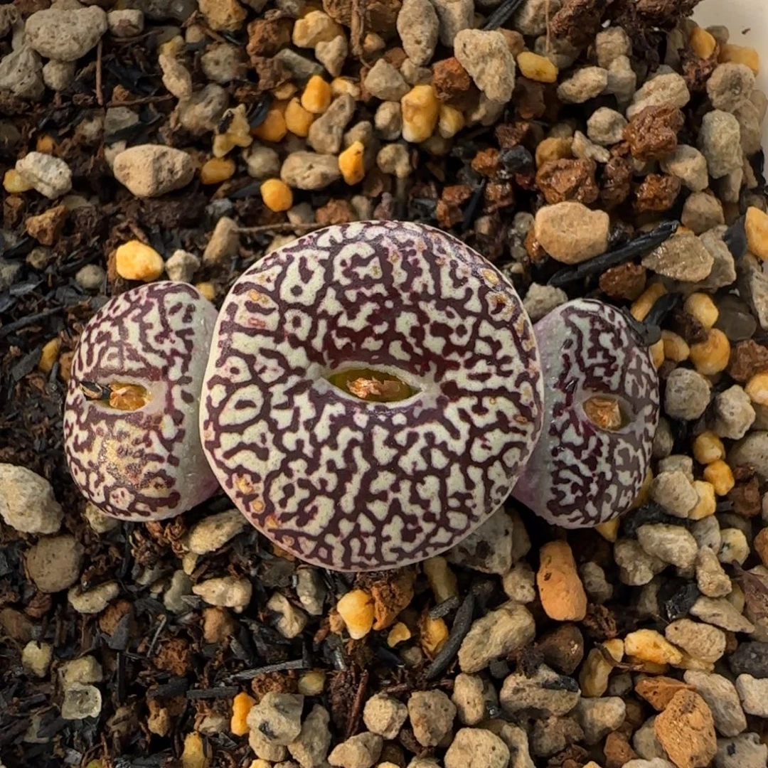 11-30-2-5当天满38包邮日本mg3170后代1.7cm脱土