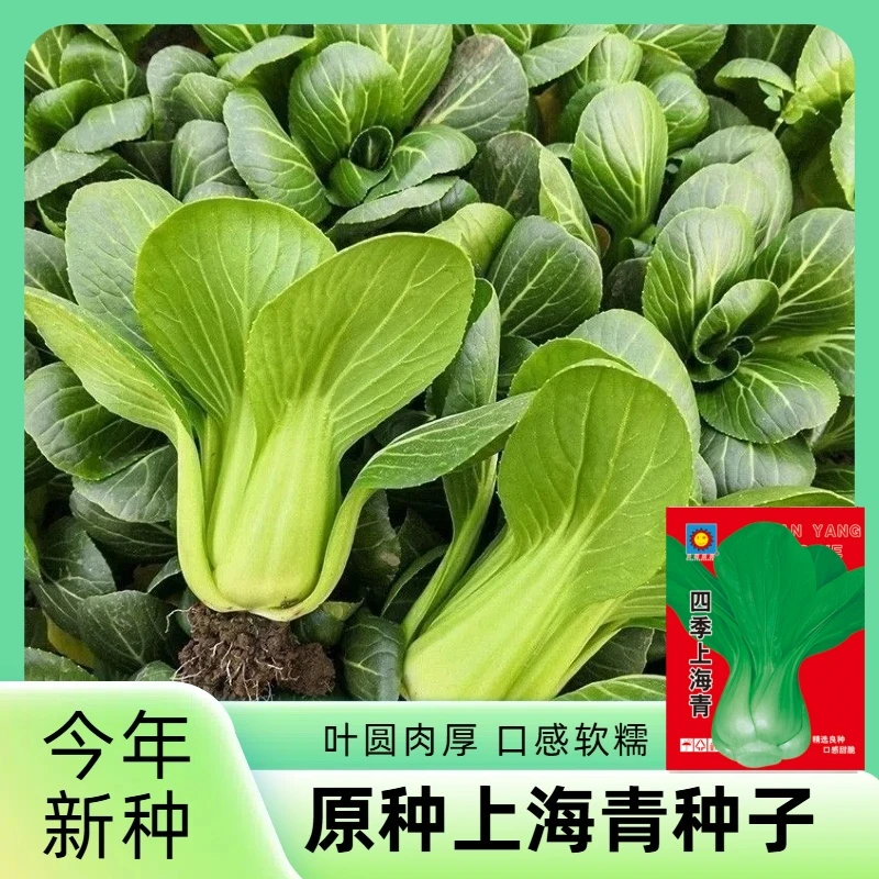 四季上海青种子耐热耐寒青梗菜小油菜小白菜种子新手易种四季蔬菜