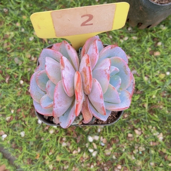 健健康康平平安安