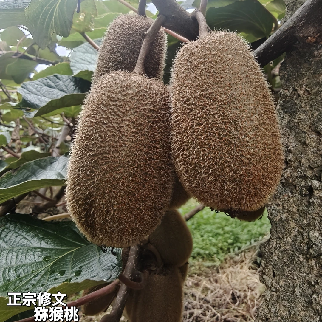 贵州修文贵长猕猴桃现摘现发绿心香甜汁水多