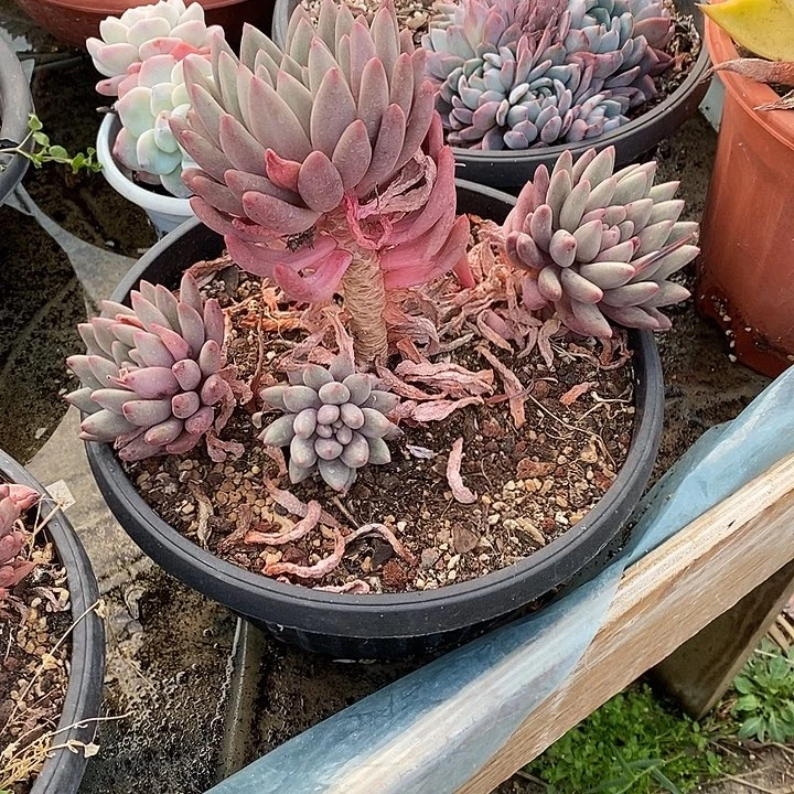 红蜻蜓多头群元旦福利