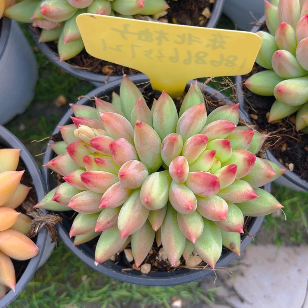 福利来啦打榜打投