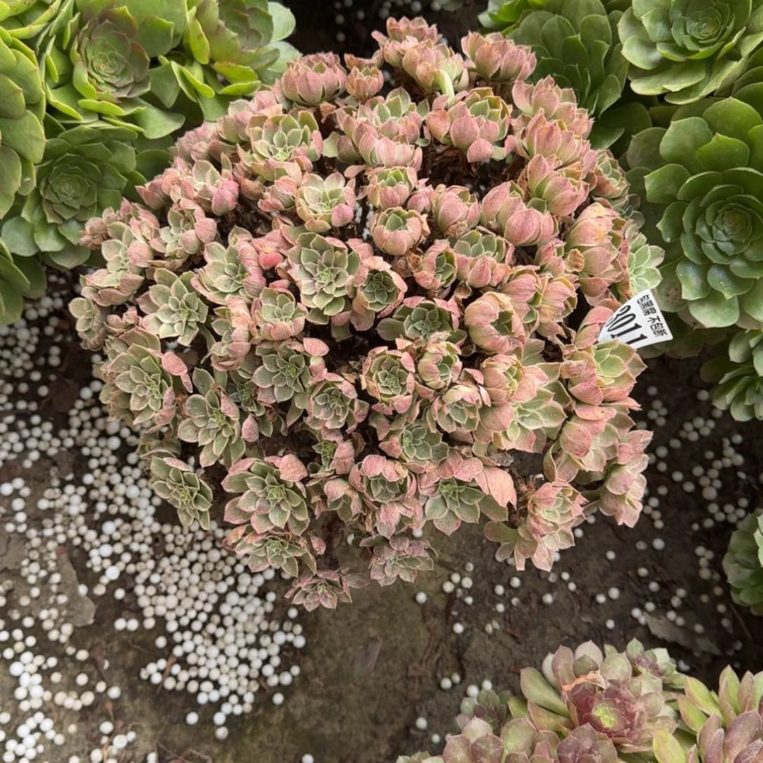 18-5法师丘比特无售后3011