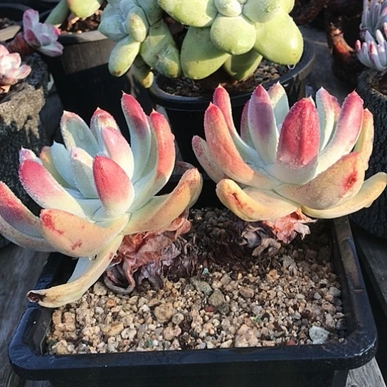 拇指仙女棒仙女棒