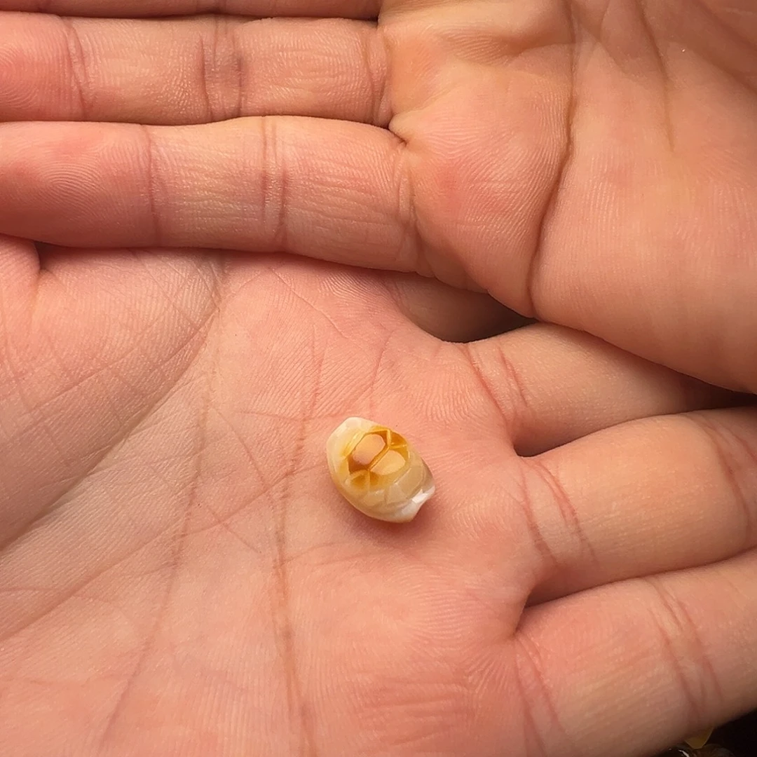蜜蜡未镶嵌颈饰富甲天下提溜吊坠