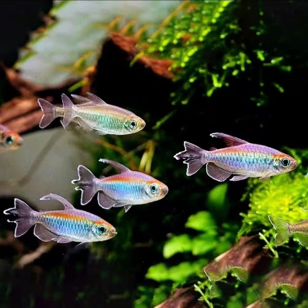 刚果美人观赏鱼冷水鱼观赏鱼群游