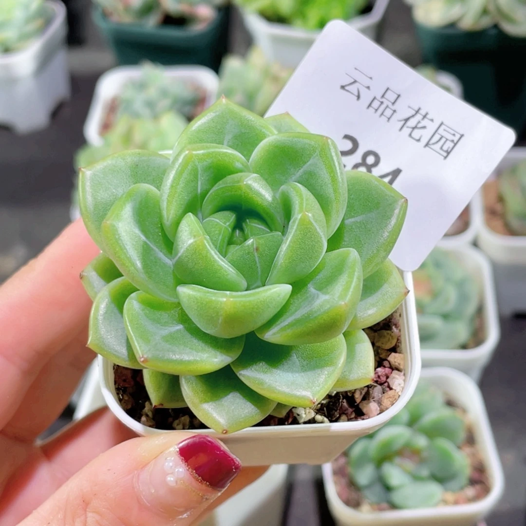 醉***284号糖心冰心珍妮 灯芯珍妮