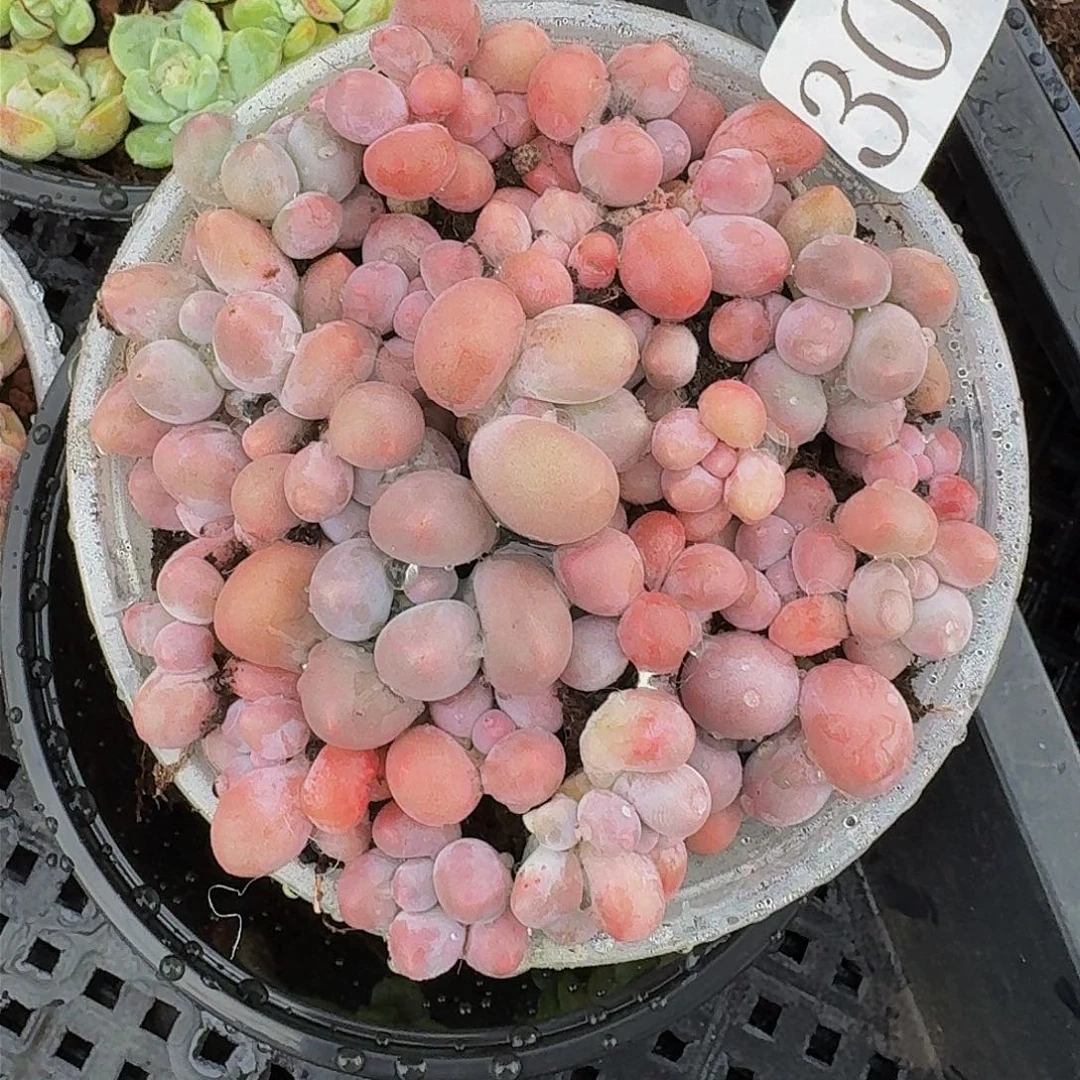 多肉植物多肉植物30