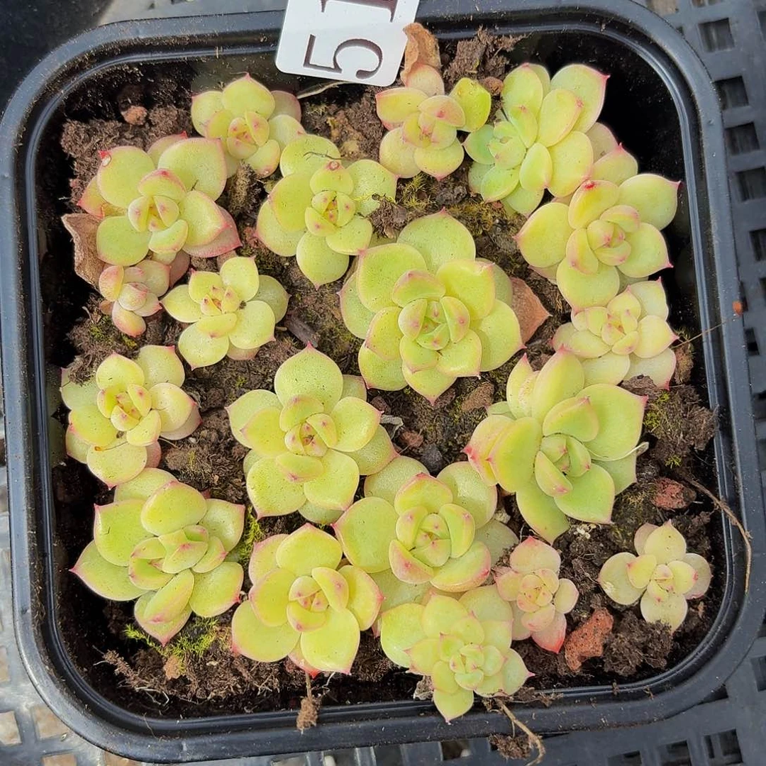 多肉植物多肉植物517