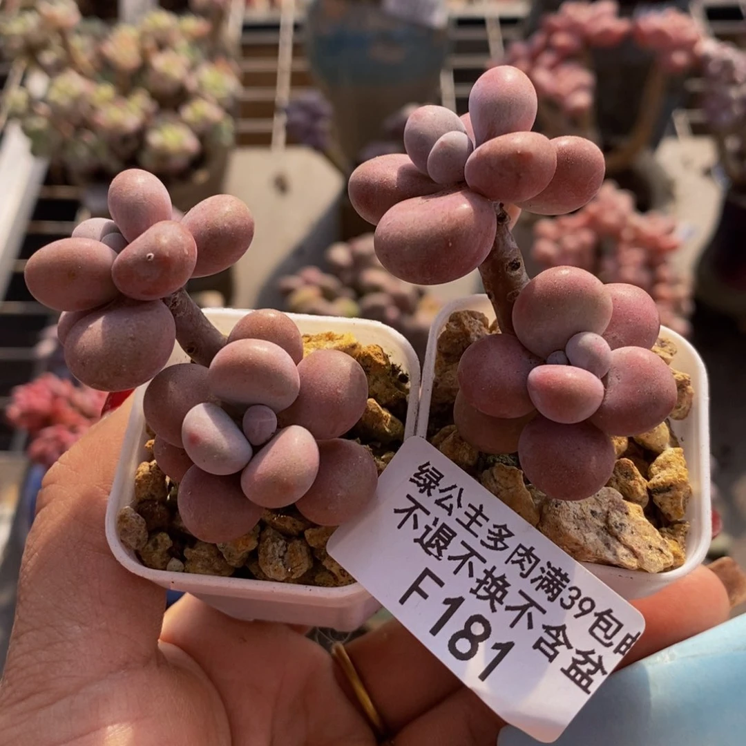 腰子桃蛋181/2c m