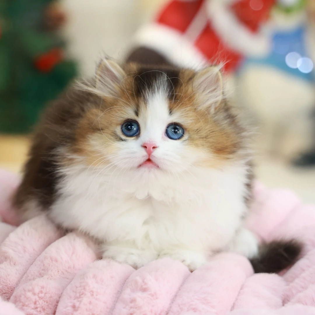 一菲家圆圆——金加白高地弟弟活体猫咪【一菲家】