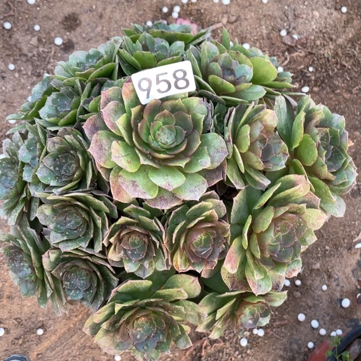 958多肉植物万拉丝
