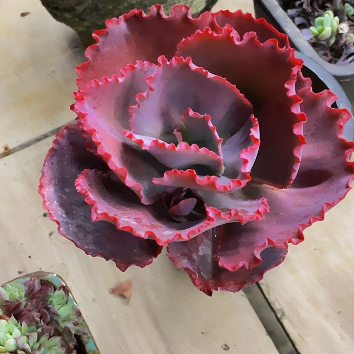 一物一拍一物一拍