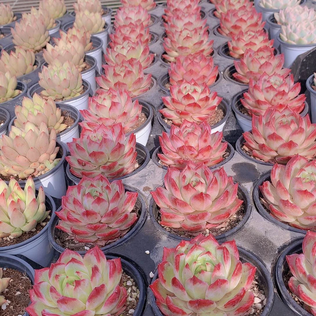 红鸾13567888889999