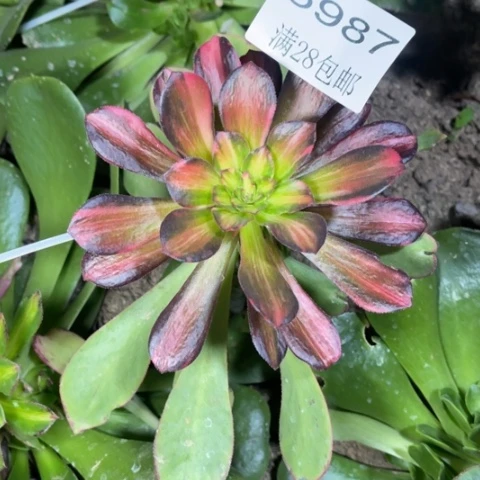 Z*七彩韶秀多肉多肉5987