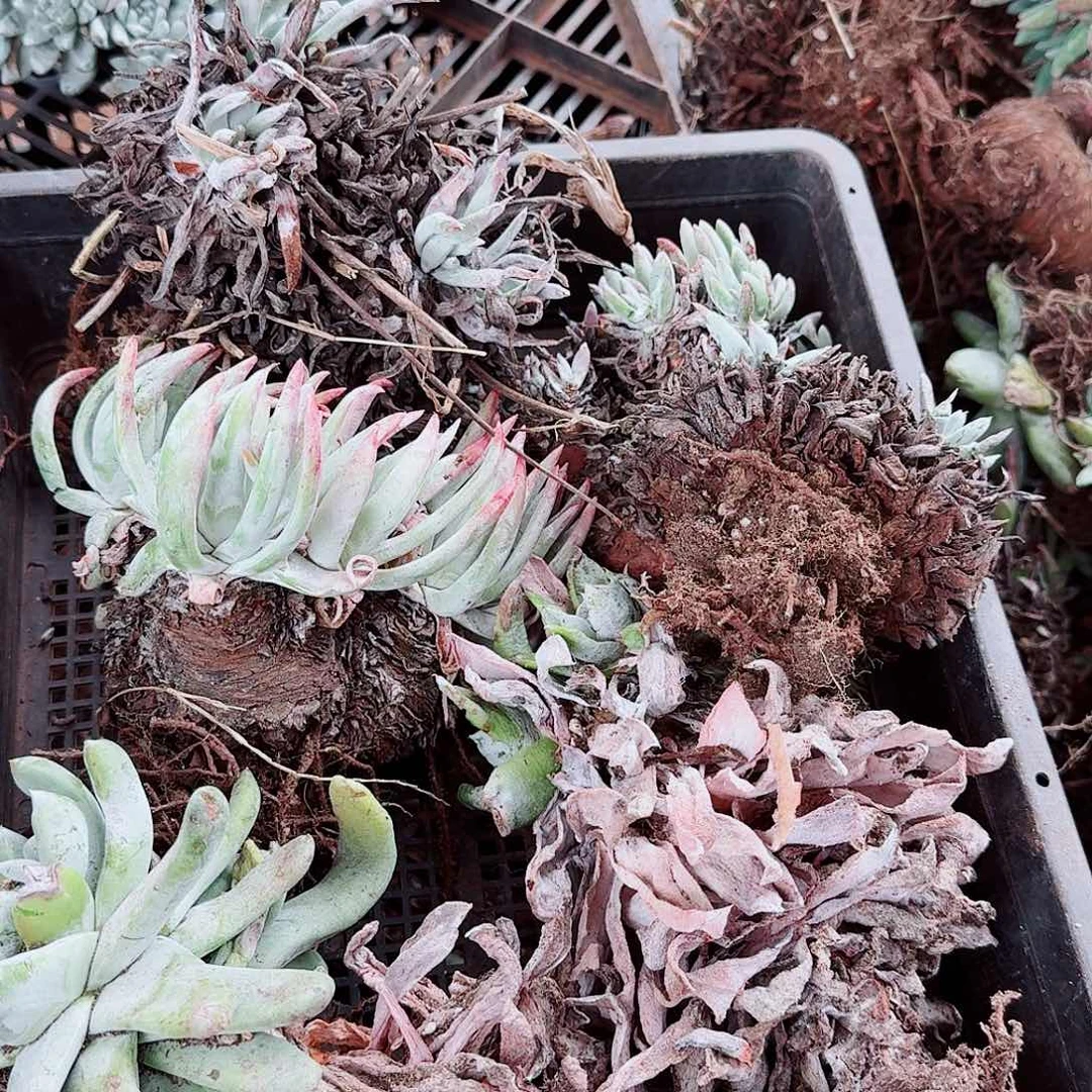 9670瑕疵框拍不售后