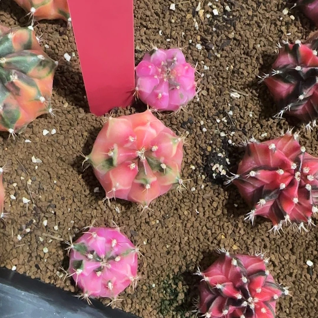 L765-0105 泰国发货 娃娃脸