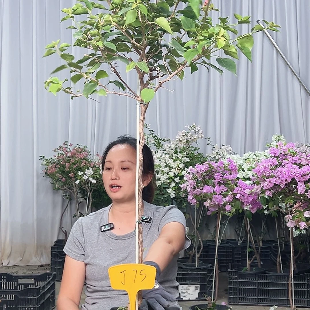 千***.当前无花栽培后可以开花J75不甜西瓜