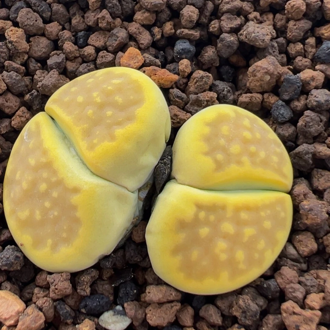 29多肉植物百科植物