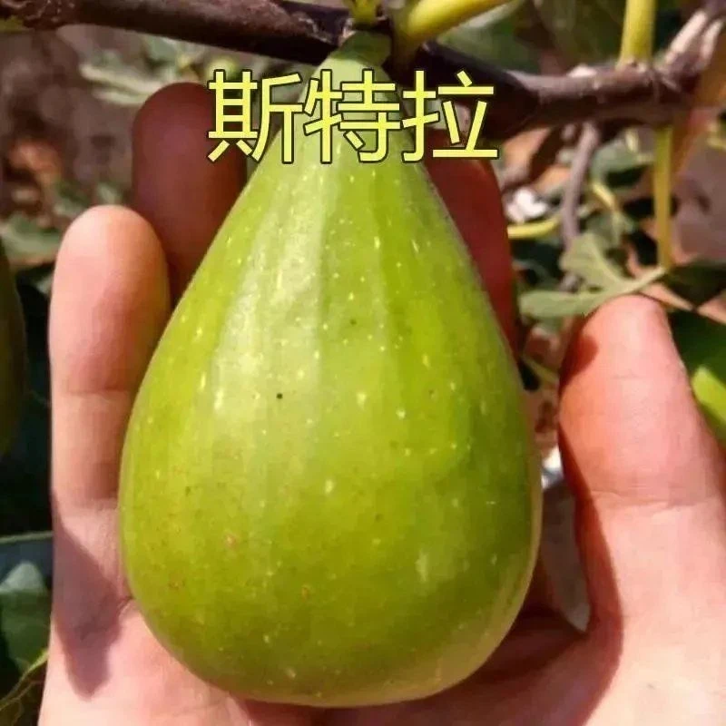 斯特拉无花果地栽苗修剪带土球发货提高成活率