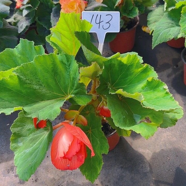 无花朵夫妻海棠种球系列143