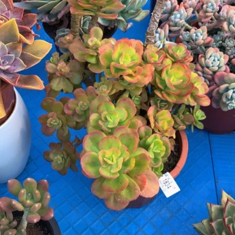 花*1834红梅多肉