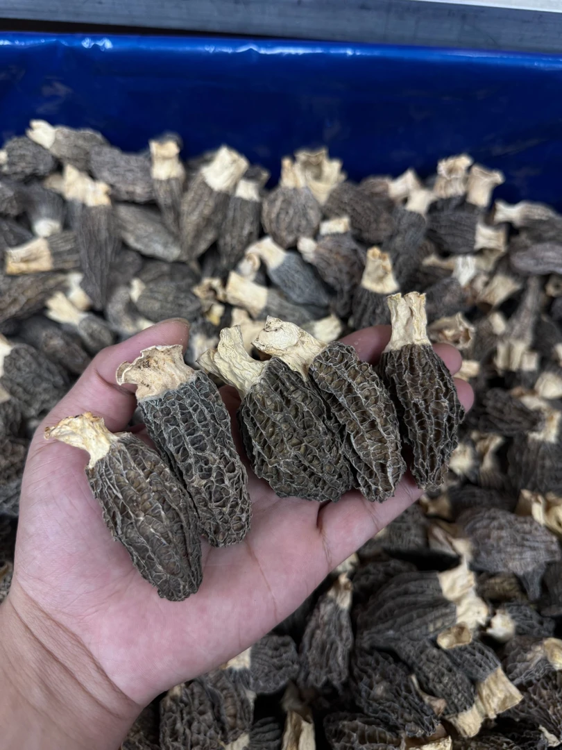 大冰精选中圆羊肚菌