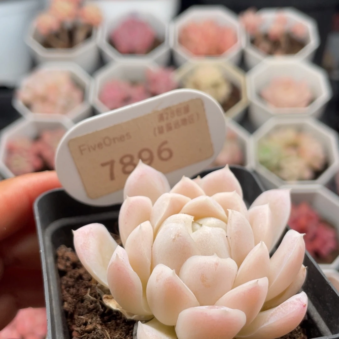 白月影7896-5.0厘米